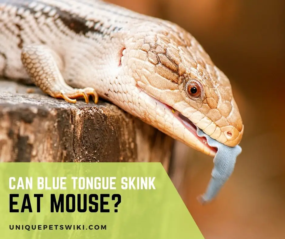 Can Blue Tongue Skink Eat Mouse
