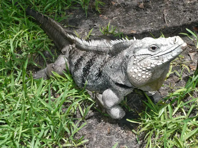 Cayman Brac Iguana