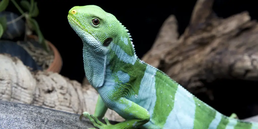 Fiji banded iguana