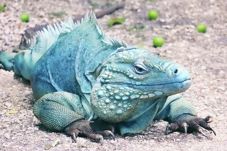 Grand Cayman iguana