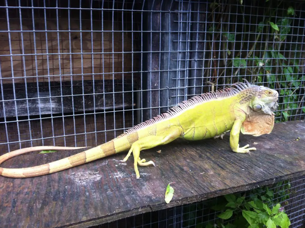 Hypomelanistic iguana