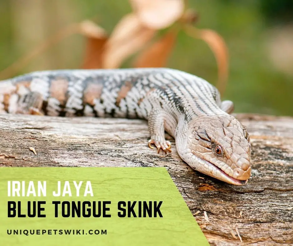 Irian Jaya Blue Tongue Skink