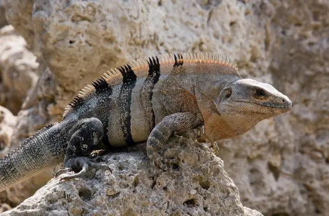 Spiny-tailed iguanas