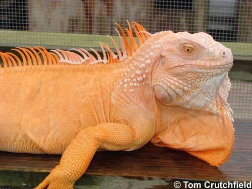 Albino iguana (T-positive iguana)