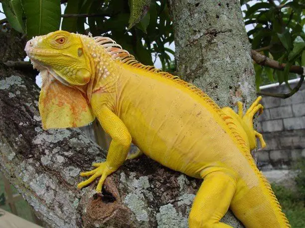 Albino t-negative iguana