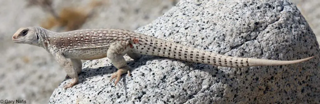 Desert Iguana