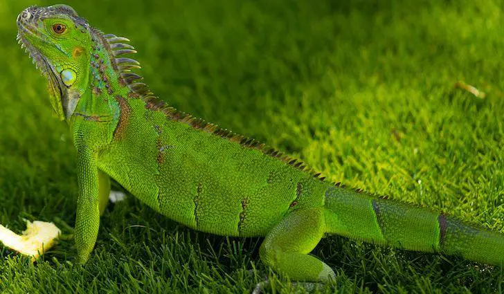 Green iguana