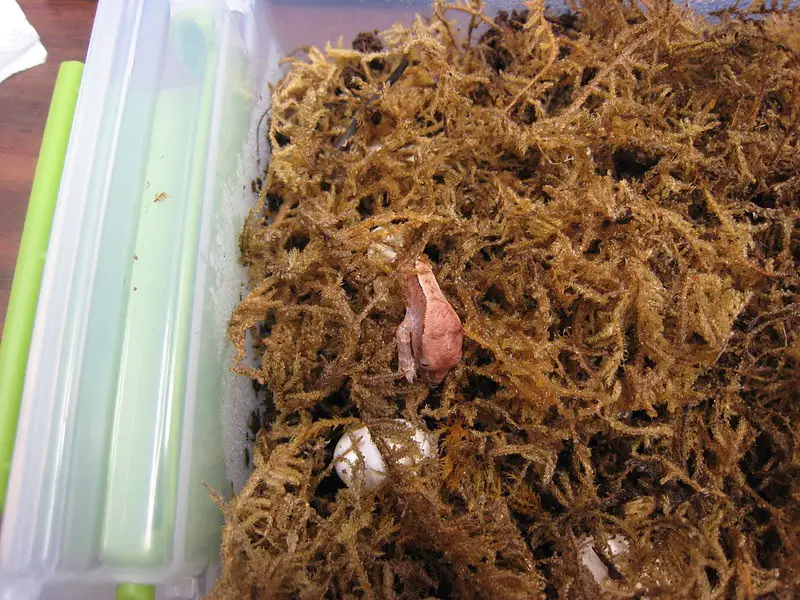 Hatchling of Crested Gecko