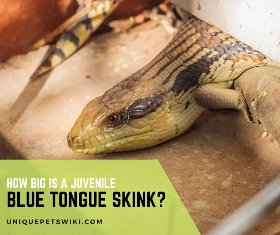 juvenile blue tongue skink
