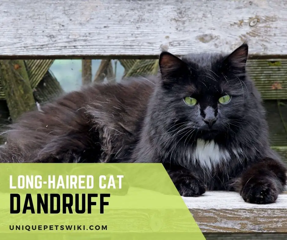 long-haired cat dandruff