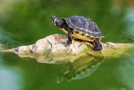 how-long-can-a-turtle-go-without-basking