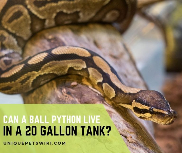 Can A Ball Python Live In A 20 Gallon Tank?