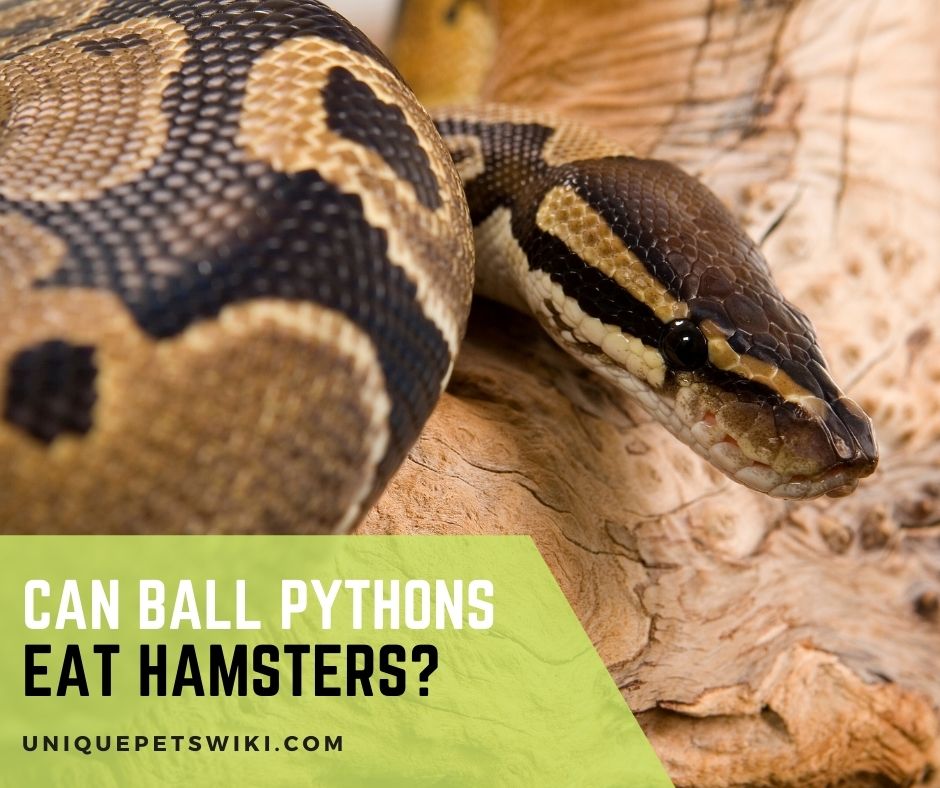 Can Ball Pythons Eat Hamsters