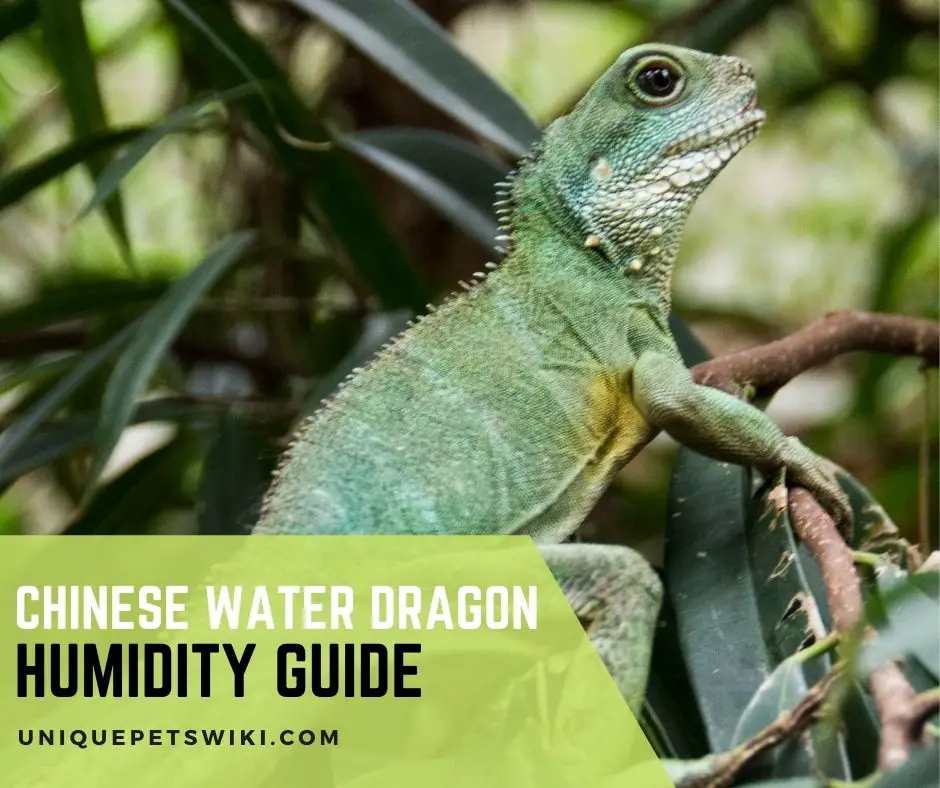 Complete Chinese Water Dragon Humidity Guide And Maintenance Tips