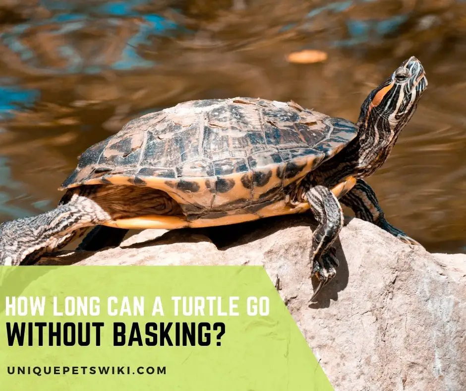 How Long Can A Turtle Go Without Basking
