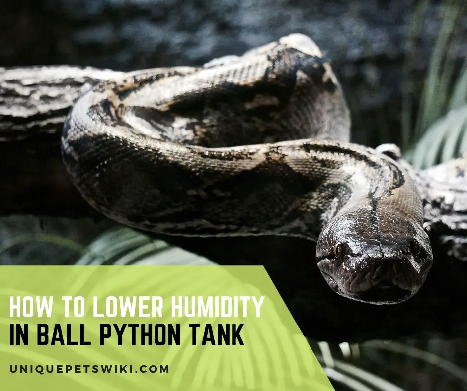 How To Lower Humidity In Ball Python Tank