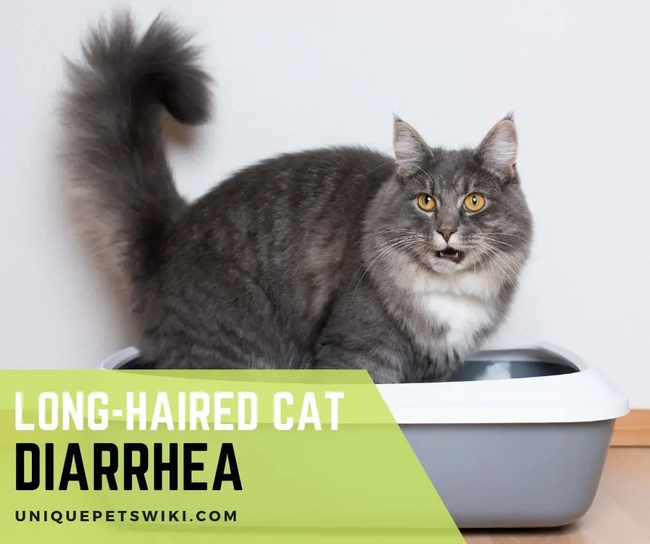 Long-Haired Cat Diarrhea: Causes And Treatments