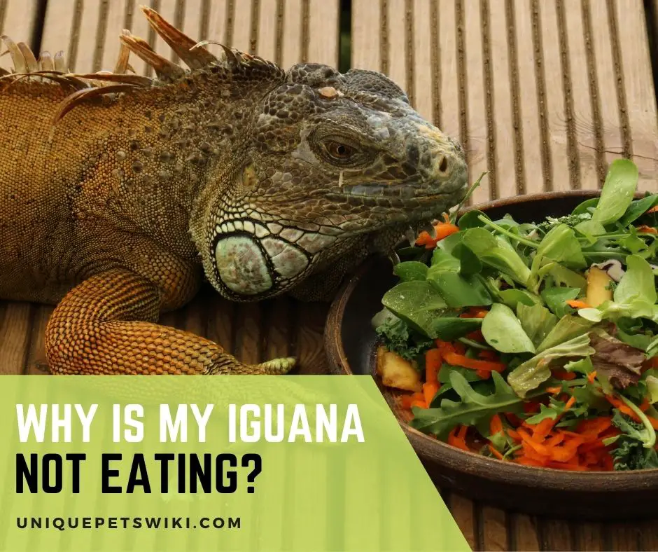 Why Is My Iguana Not Eating