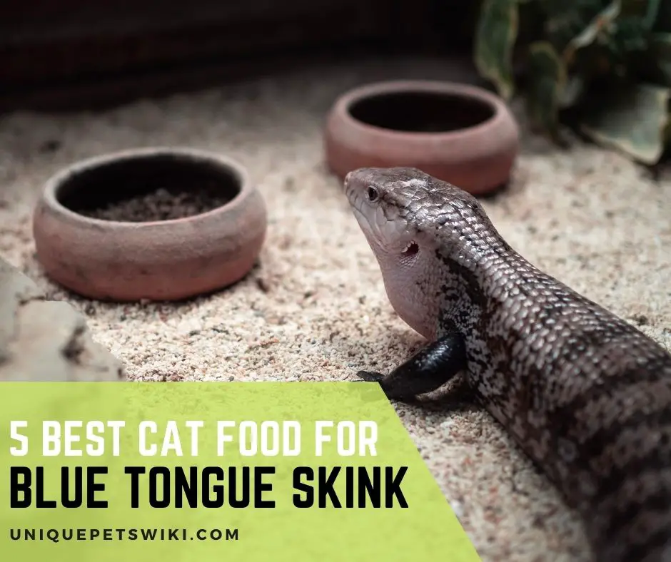 5 Best Cat Food for Blue Tongue Skink