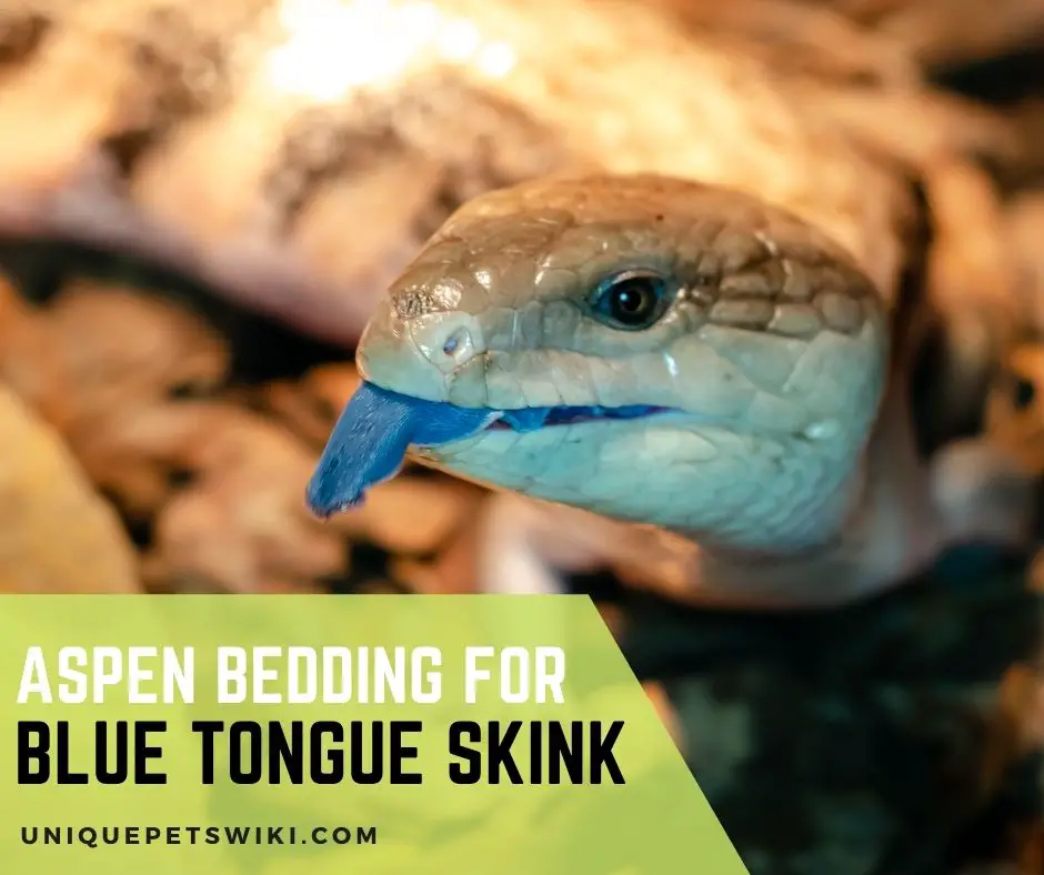 Aspen Bedding For Blue Tongue Skink