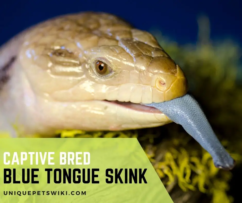 Captive Bred Blue Tongue Skink: All You Need To Know
