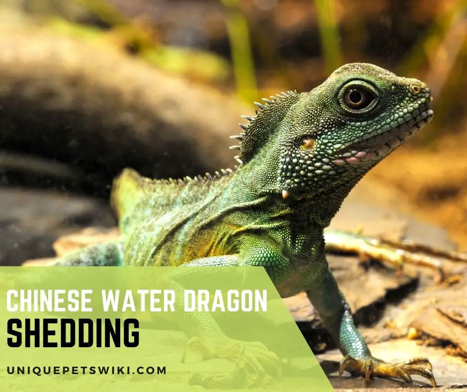 Chinese Water Dragon Shedding Everything You Should Know