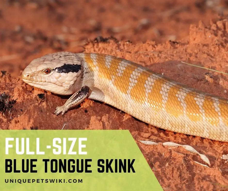 Full-Size Blue Tongue Skink Details For The Owners