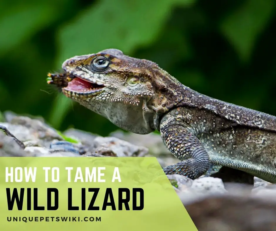 How To Tame A Wild Lizard