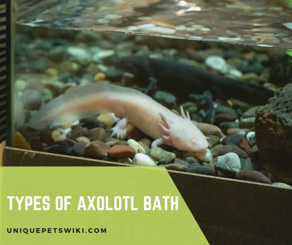 Types of Axolotl Bath