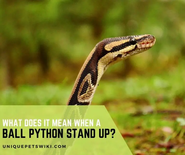 What Does It Mean When A Ball Python Stand Up?