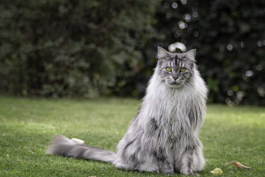 7 Long Haired Expensive Cats