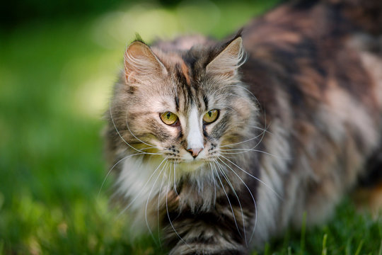 7 Long Haired Expensive Cats