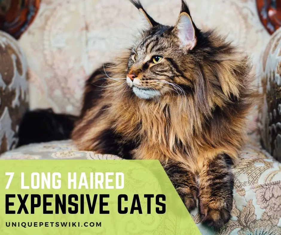 7 Long Haired Expensive Cats