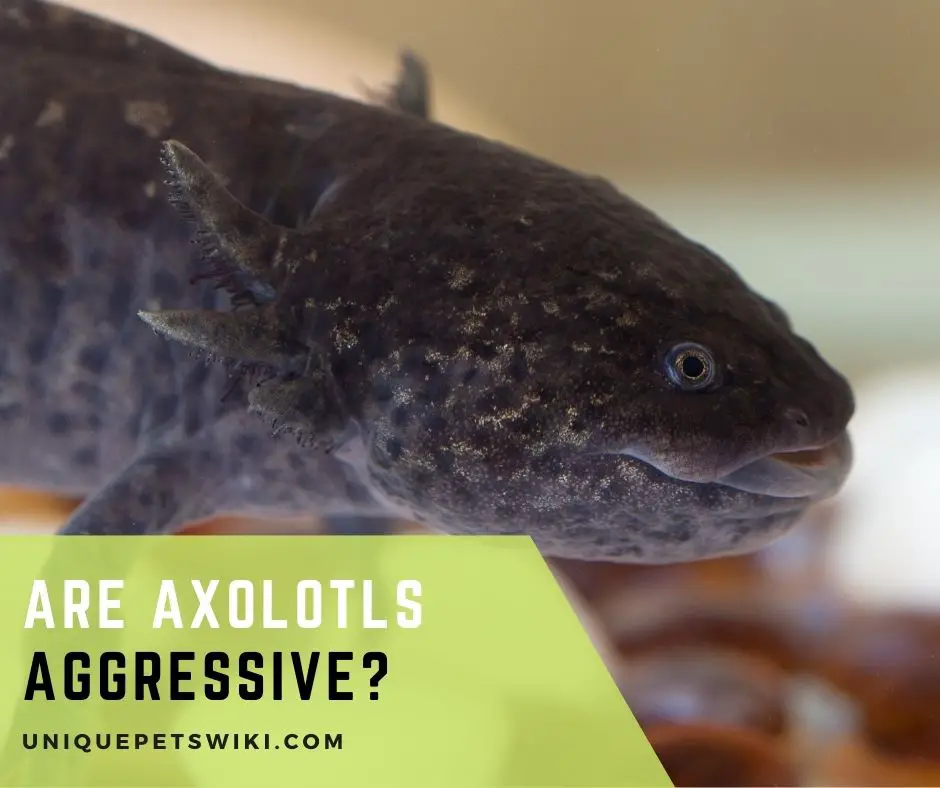Are Axolotls Aggressive