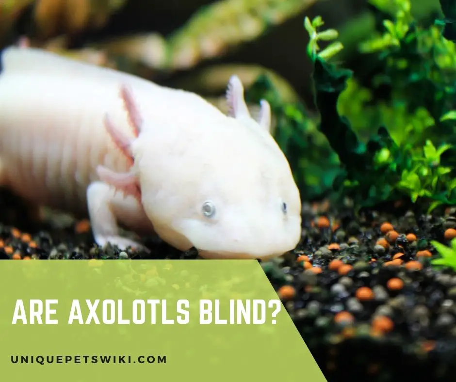 Are Axolotls Blind