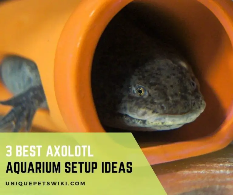3 Best Axolotl Aquarium Setup Ideas