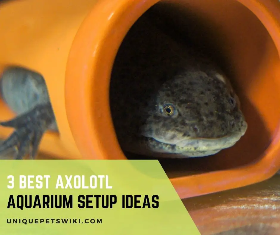 Axolotl Aquarium Setup Ideas