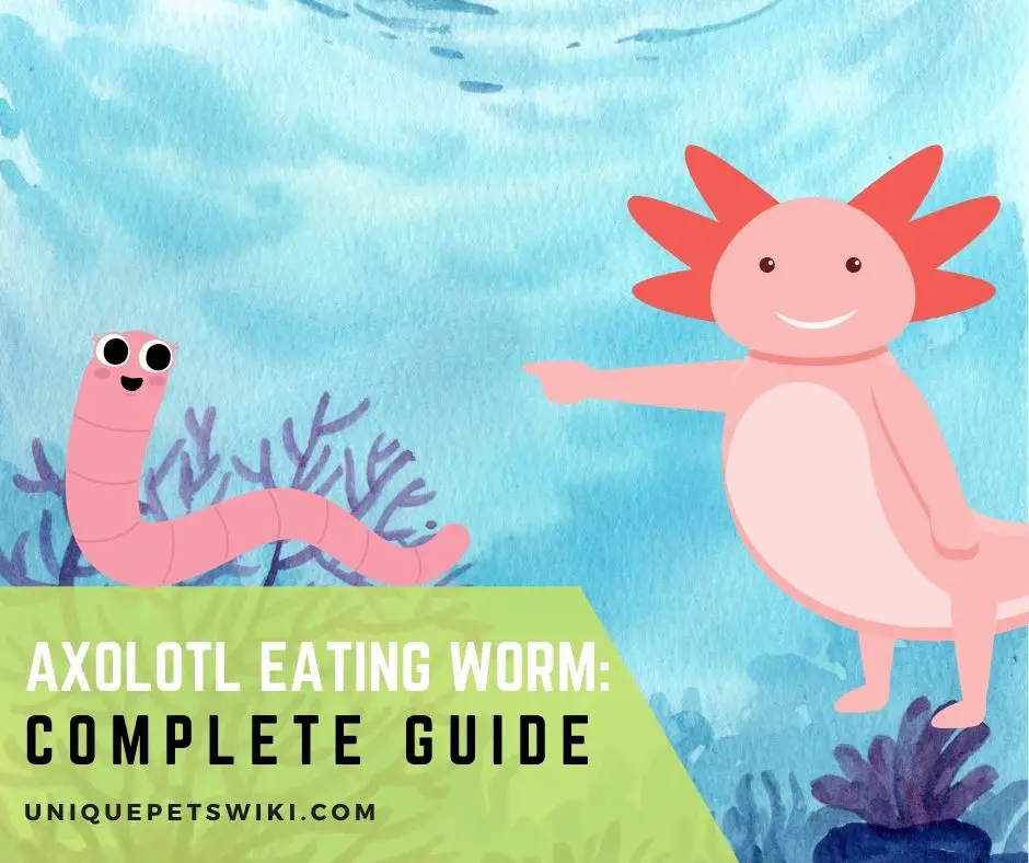 Axolotl Eating Worm