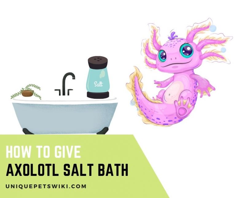 How To Give Axolotl Salt Bath