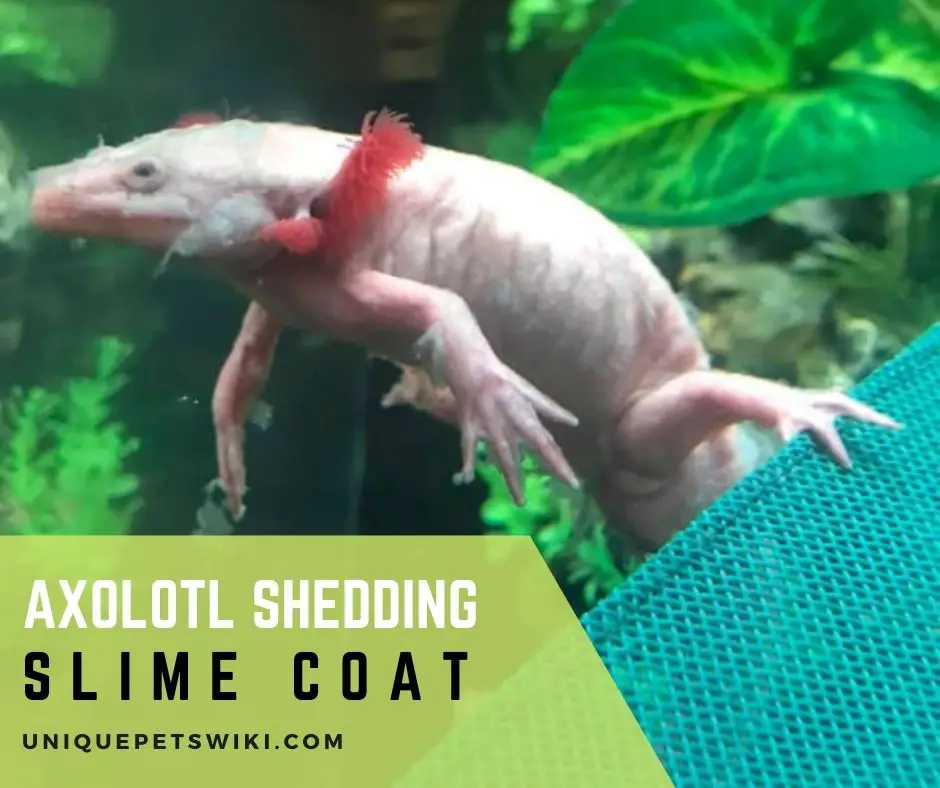 Axolotl Shedding Slime Coat