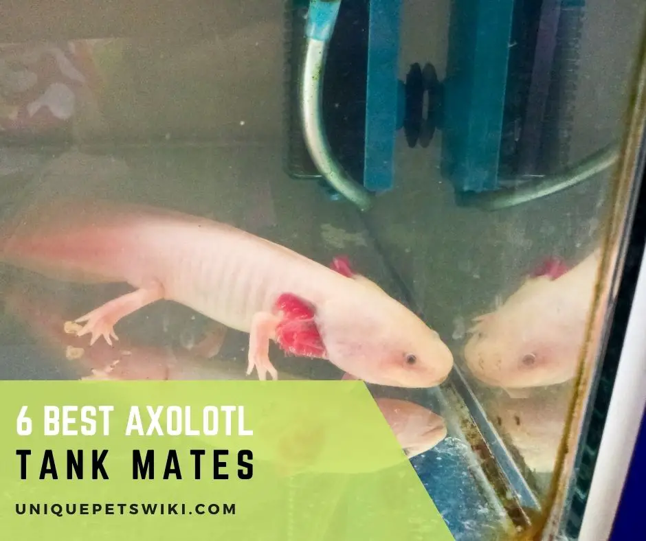 Axolotl Tank Mates