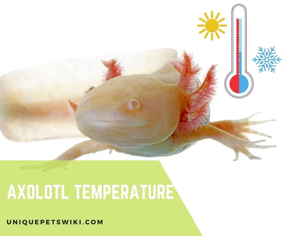 Axolotl Temperature