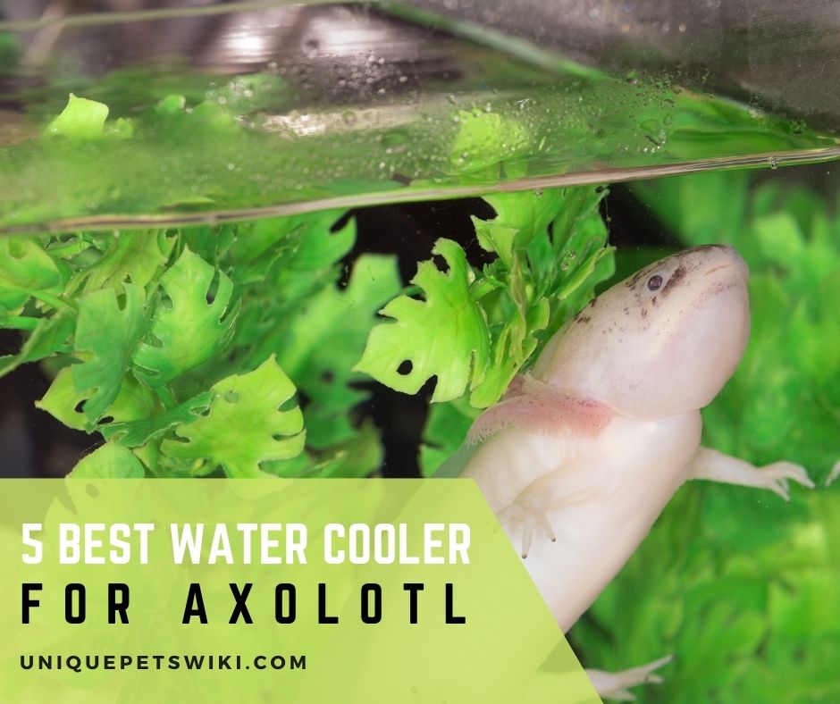 Best Water Cooler For Axolotl