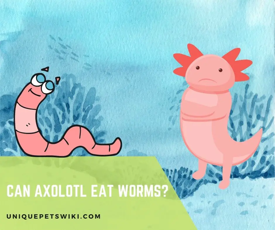 Can Axolotl Eat Worms