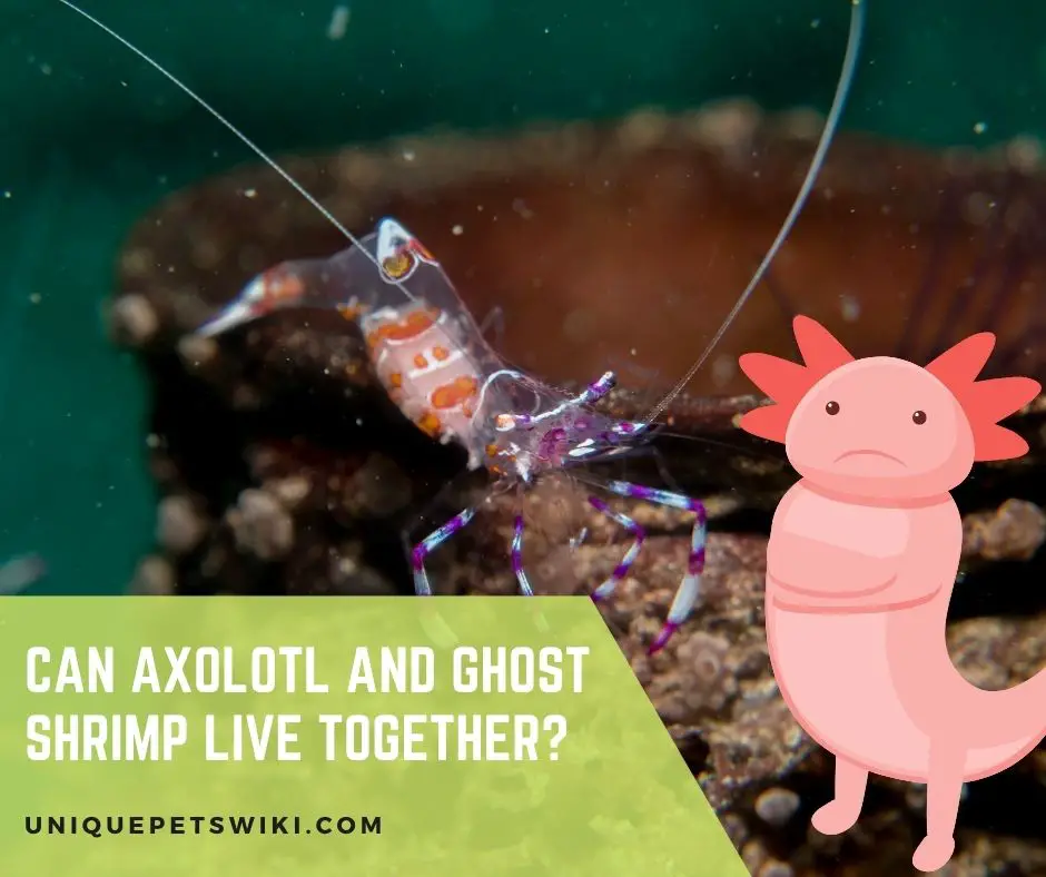 Can Axolotl and Ghost Shrimp Live Together