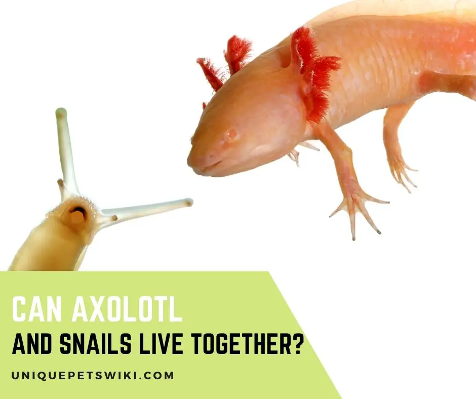 Can Axolotl and Snails Live Together
