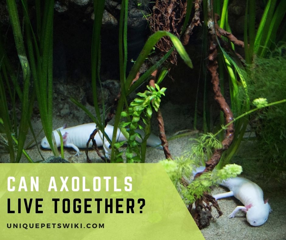 Can Axolotls Live Together