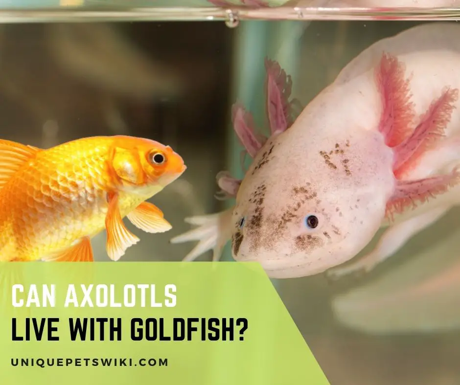 Can Axolotls Live With Goldfish
