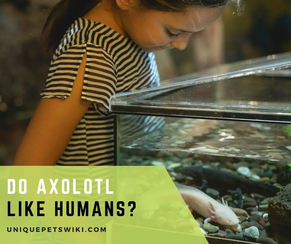 Do Axolotl Like Humans