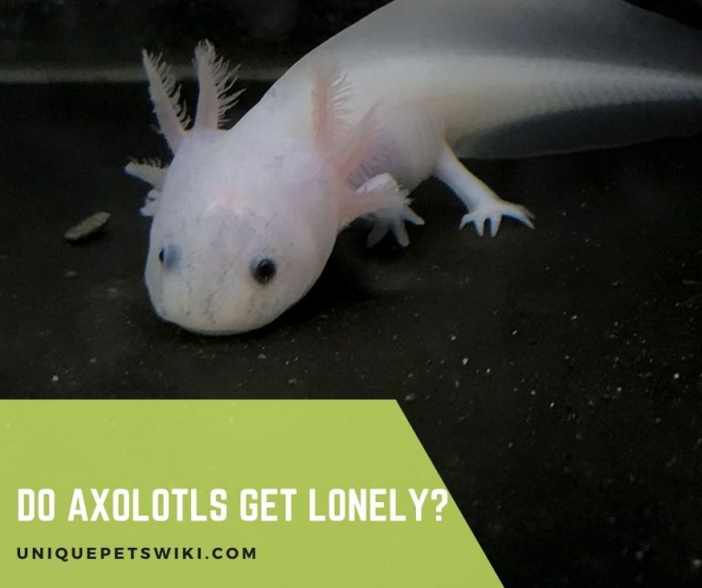 Do Axolotls Get Lonely?